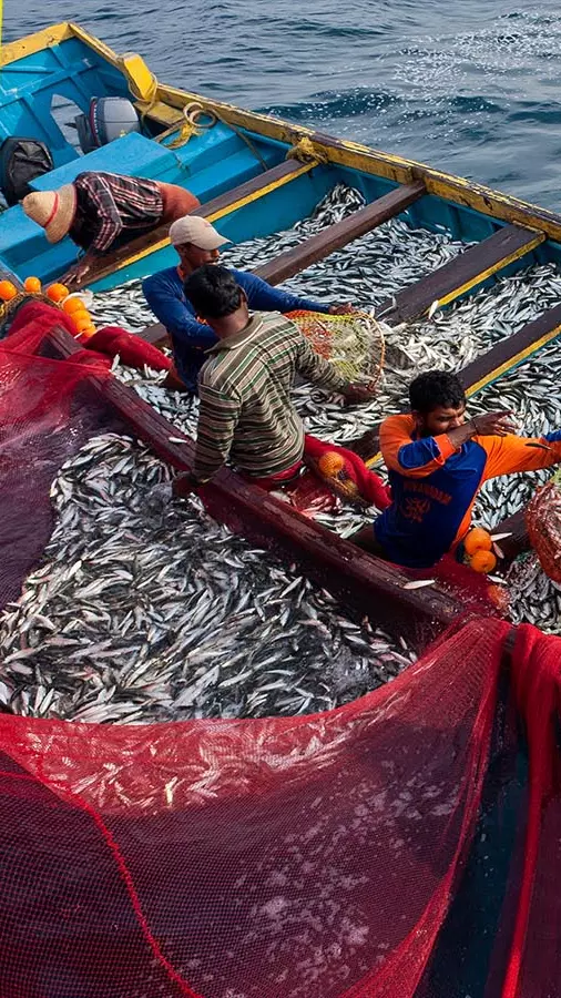 PM Modi and Bengal CM Mamata Banerjee - BJP and TMC row over fish ahead of Bengal polls