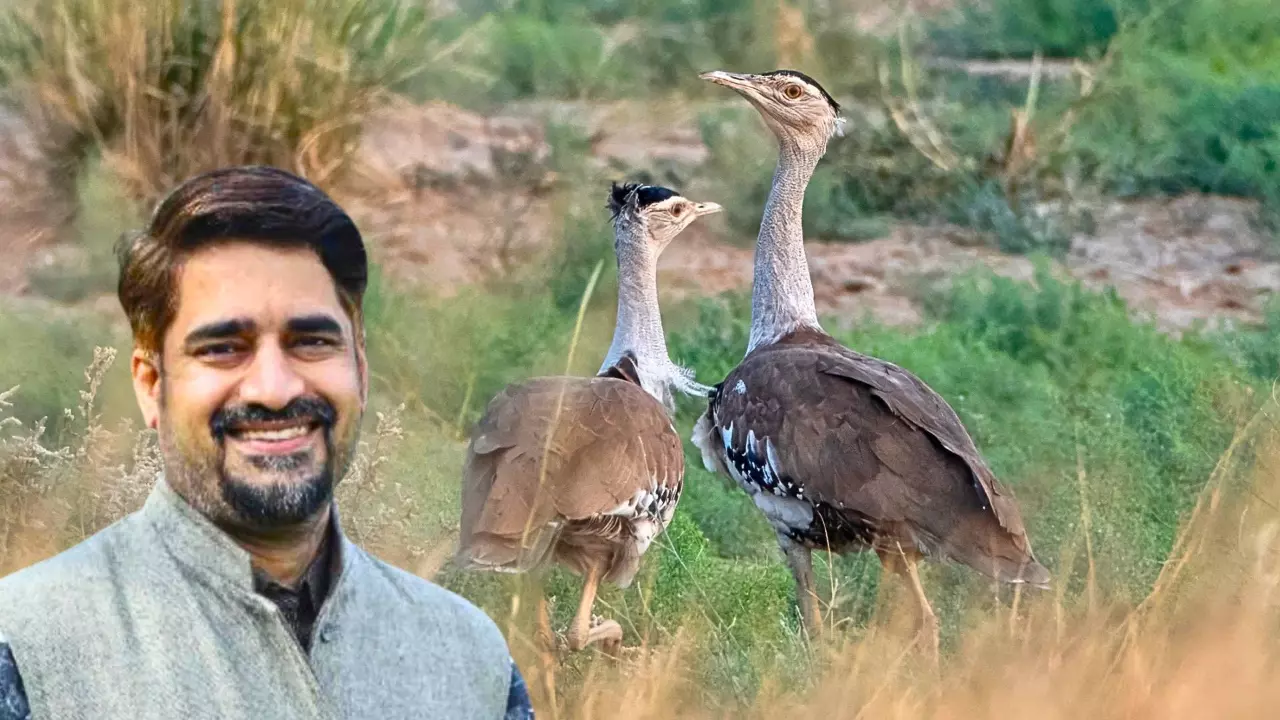 Bustard chick in protected habitat
