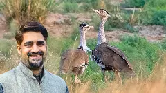 Bustard chick in protected habitat Bustard chick in protected habitat