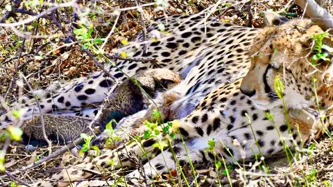 An Indian-born cheetah gives birth to 4 cubs in Kuno National Park in Madhya Pradesh An Indian-born cheetah gives birth to 4 cubs in Kuno National Park in Madhya Pradesh