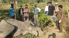 Assam elephant death by ingesting plastic