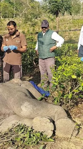 Assam elephant death by ingesting plastic Assam elephant death by ingesting plastic
