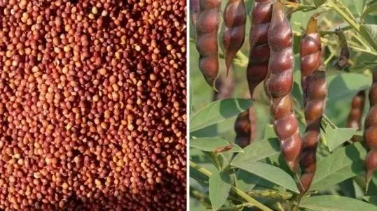 GI tag for Tandur red gram brings no relief to Telangana farmers, thanks to govt apathy