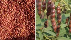 GI tag for Tandur red gram brings no relief to Telangana farmers, thanks to govt apathy GI tag for Tandur red gram brings no relief to Telangana farmers, thanks to govt apathy