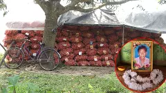 west bengal malda potato