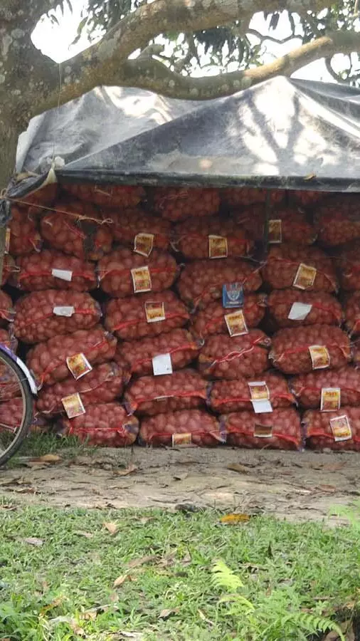 west bengal malda potato