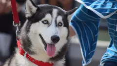 A Siberian Husky,
