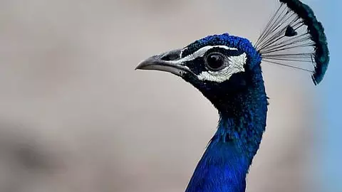 Karnataka: Bird Flu confirmed in death of 44 peacocks in Tumakuru