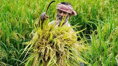Agriculture crisis: Why the next six-month period is critical for India