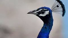 Karnataka: Bird Flu confirmed in death of 44 peacocks in Tumakuru