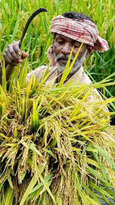 Agriculture crisis: Why the next six-month period is critical for India