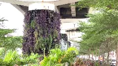 Beautification of Vijayawadas flyover pillars with vegetation.