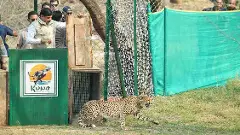 project cheetah project cheetah