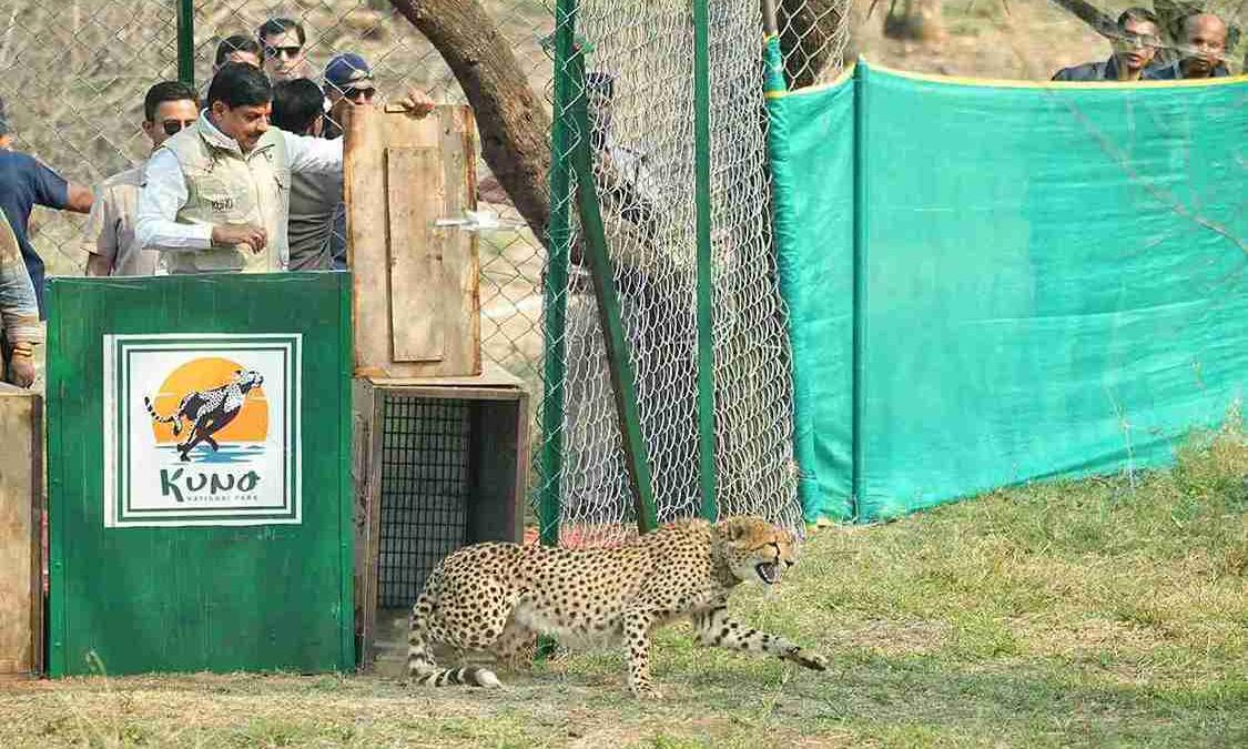 Two Botswana cheetahs released into wild; Kuno population goes up to 57