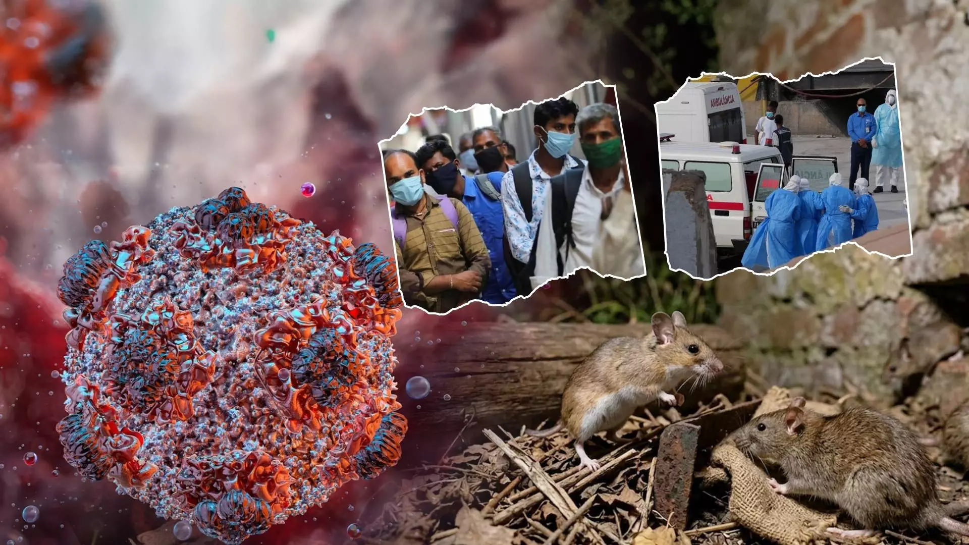 A visual representation of hantavirus myths versus facts with global outbreak context. A visual representation of hantavirus myths versus facts with global outbreak context.