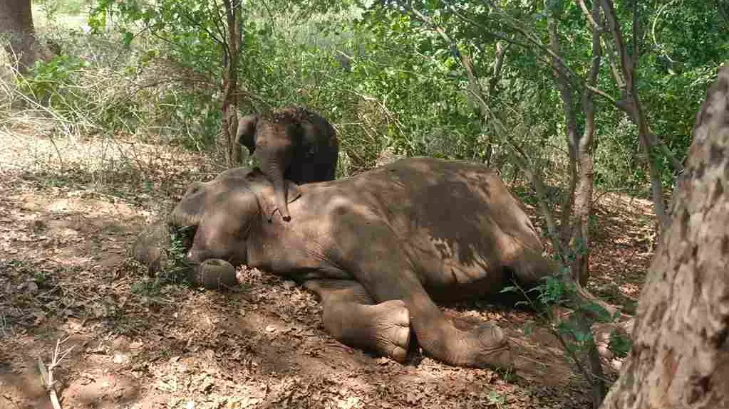 Karnataka elephant death arkavathy river