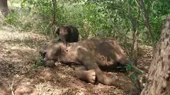 Karnataka elephant death arkavathy river