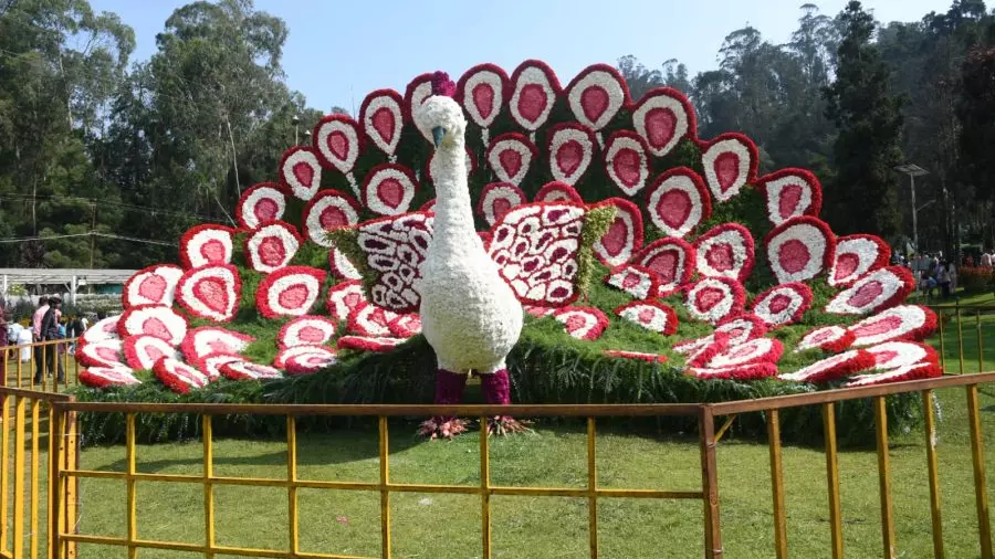 Annual Ooty flower show returns on May 18 with grand floral displays