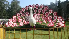 Annual Ooty flower show returns on May 18 with grand floral displays