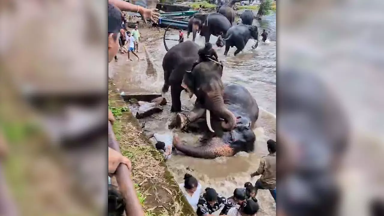Dubare elephant camp tourist death