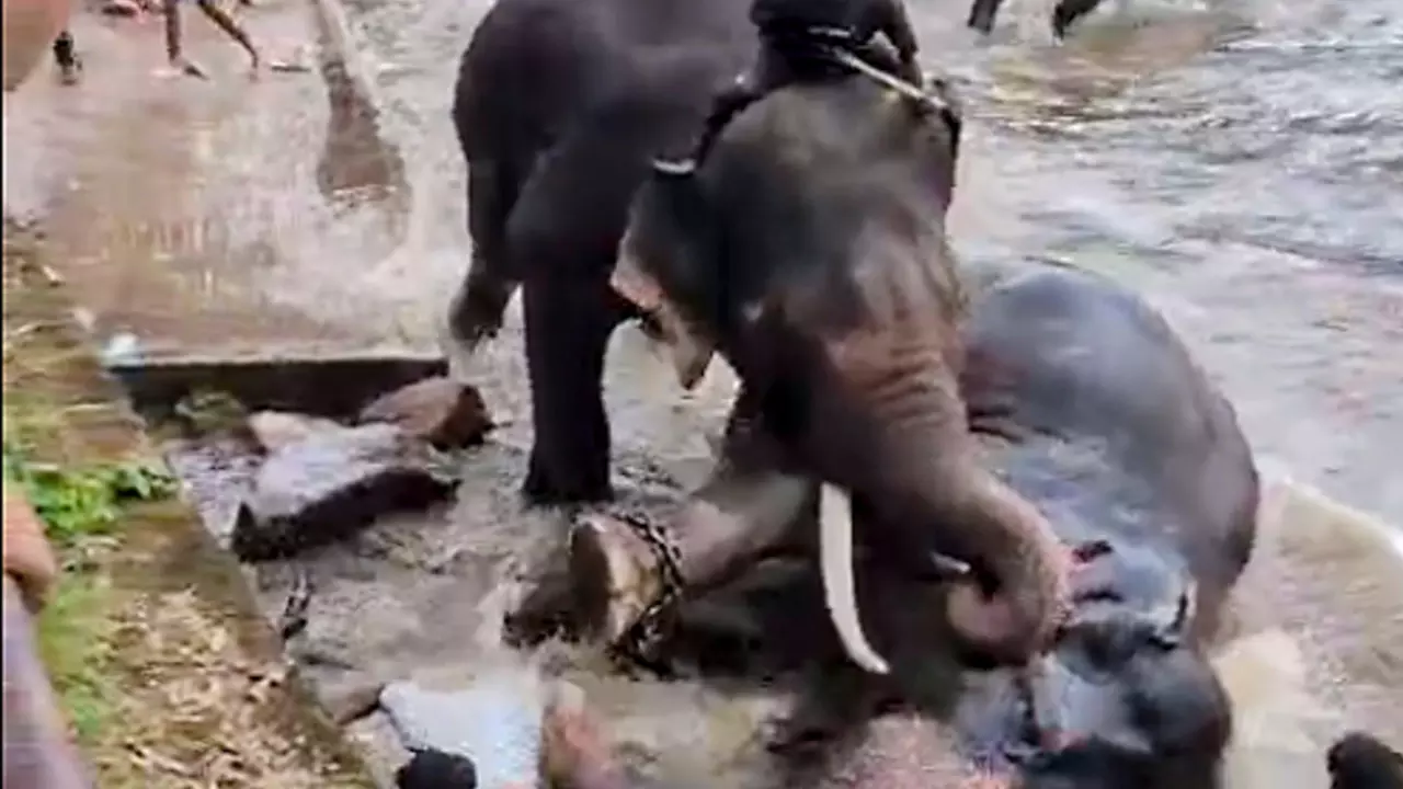 Dubare tusker clash: Elephant dies after Chennai tourist killed at Karnataka camp