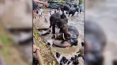 Dubare elephant camp tourist death