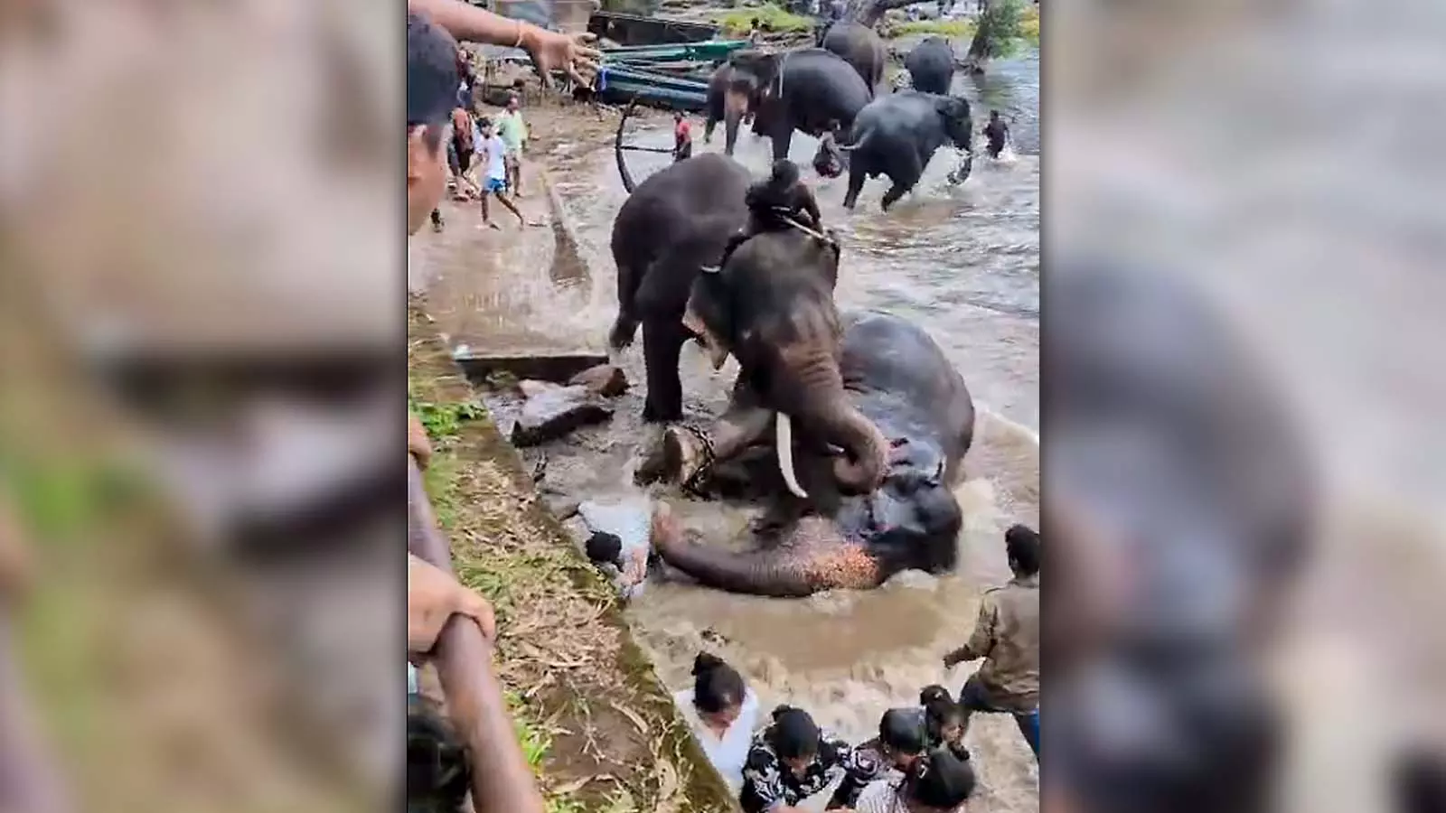 Dubare elephant camp tourist death Dubare elephant camp tourist death