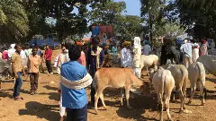 Ahead of Eid, Delhi warns of criminal cases over illegal sacrifice of cows, calves, camels