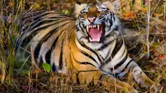 Maharashtra: Tiger kills four women collecting tendu leaves