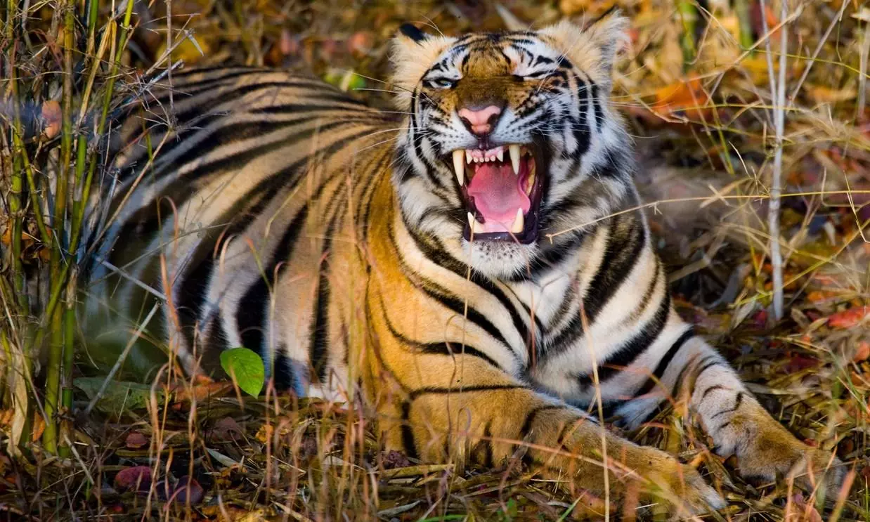 Maharashtra: Tiger kills four women collecting tendu leaves Maharashtra: Tiger kills four women collecting tendu leaves