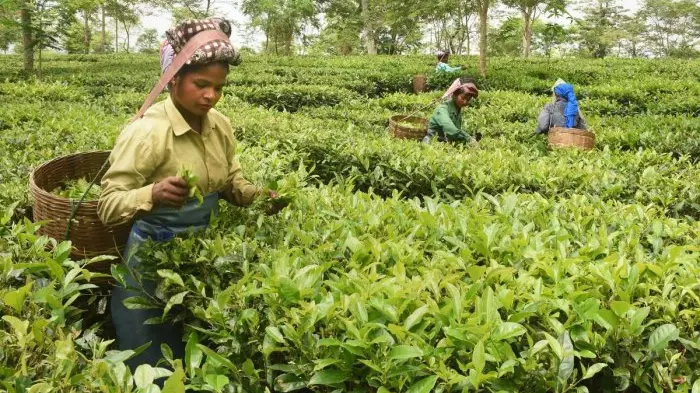 tea growers, production, sales, Assam, protests, Citizenship Act, Citizenship (Amendment) Bill, north-east, immigrants, Bangladesh, Afghanistan, Pakistan