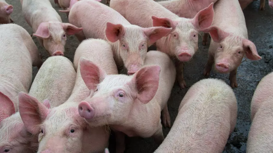 Swine fever