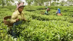 tea growers, production, sales, Assam, protests, Citizenship Act, Citizenship (Amendment) Bill, north-east, immigrants, Bangladesh, Afghanistan, Pakistan