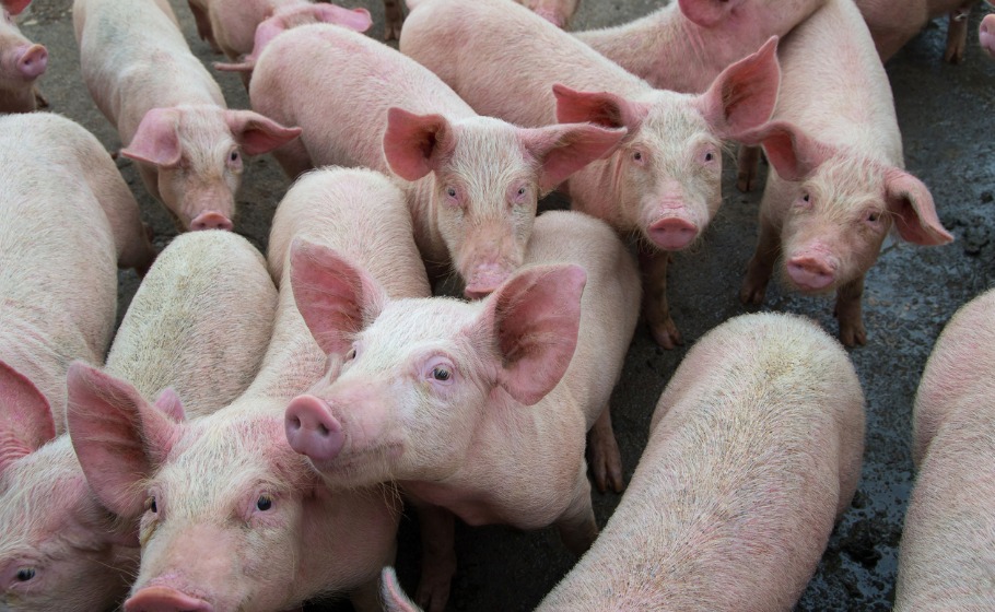 North East battles African Swine Fever: Is it dangerous to humans?