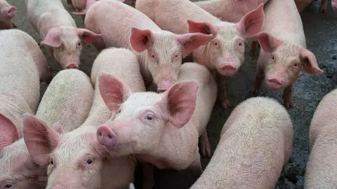 Swine fever