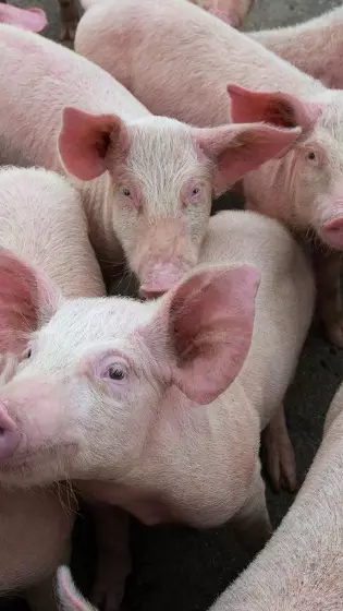 Swine fever Swine fever