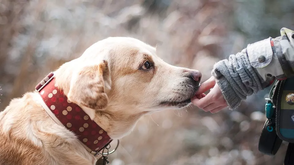 Can Chinese AI pet collar truly help you hear your pet?