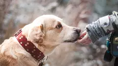 Can Chinese AI pet collar truly help you hear your pet?