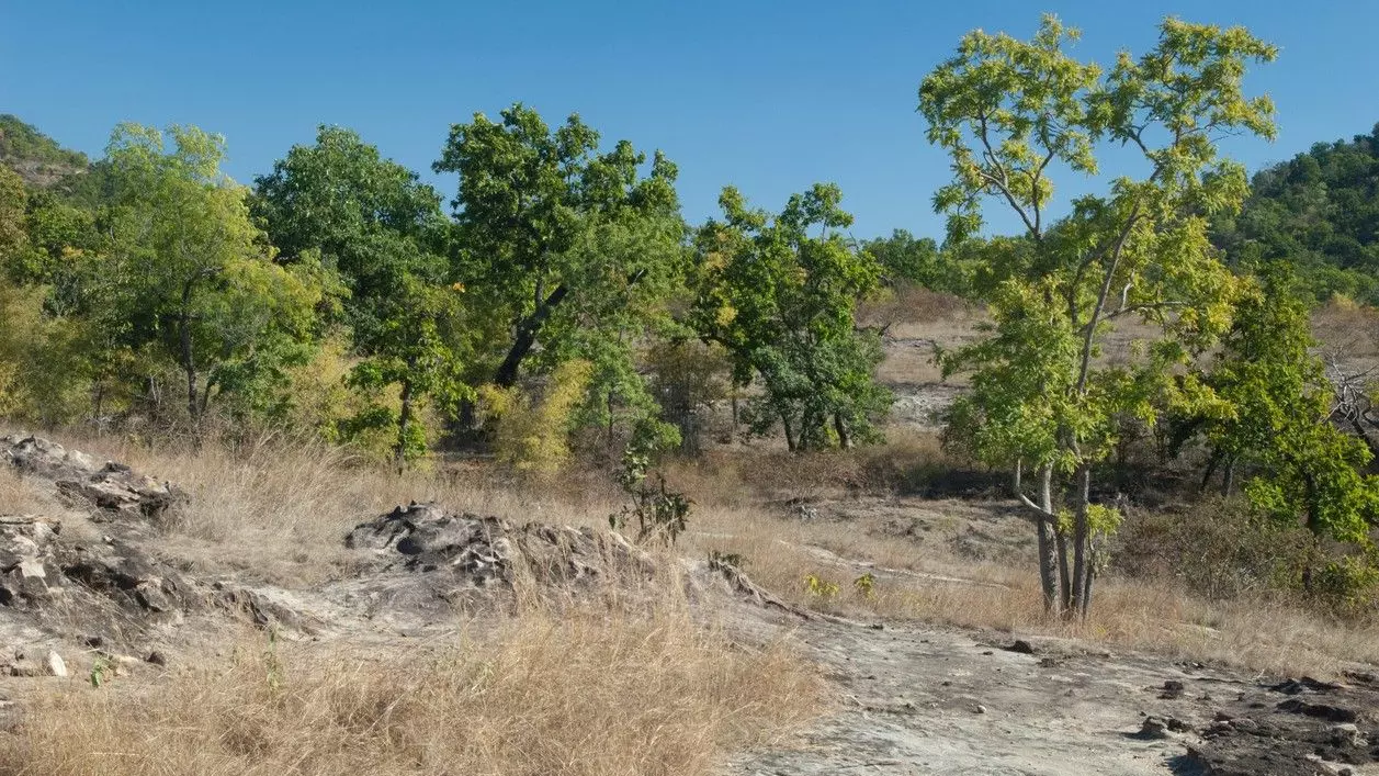 Rampant deforestation in Madhya Pradesh