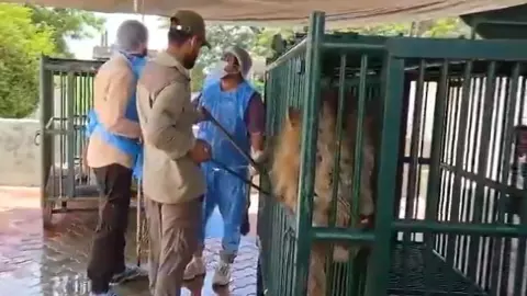 Gir lions