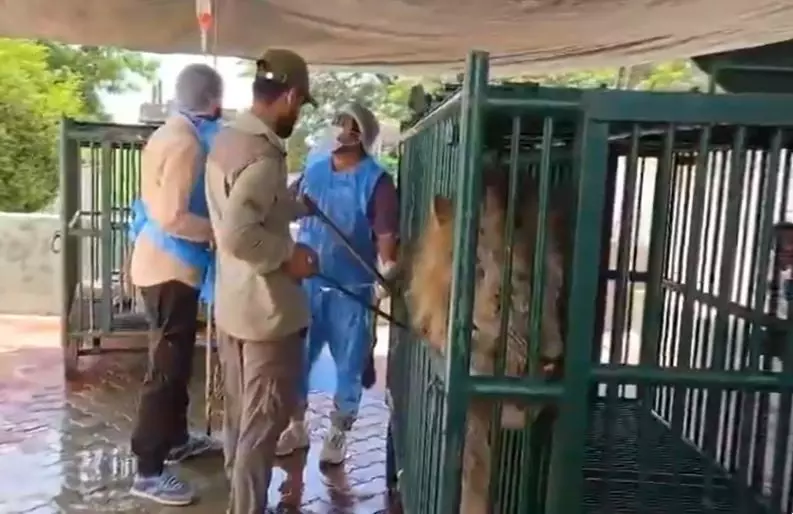 Gir lions Gir lions
