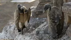 Indian vultures Indian vultures