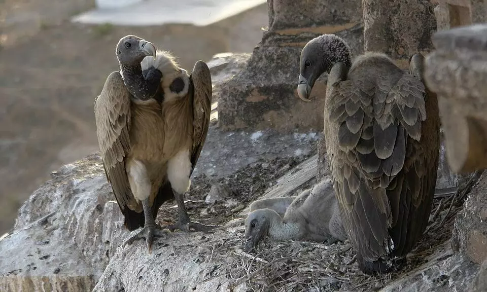 Indian vultures Indian vultures