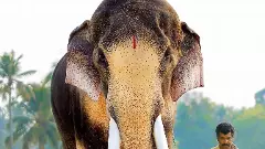 SC asks Kerala to take custody of its tallest elephant Raman: Duty towards voiceless