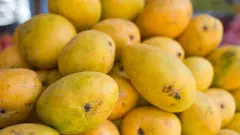 Mangoes Mangoes