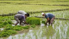 El Niño to hit 12 states severely; govt triggers district-level contingency plans for Kharif