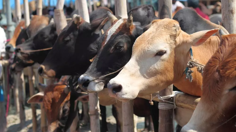 Supreme Court stays Madras HC ban on cow slaughter in TN
