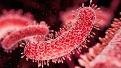 Kerala logs 110 Shigella cases in June amid Nipah scare Kerala logs 110 Shigella cases in June amid Nipah scare