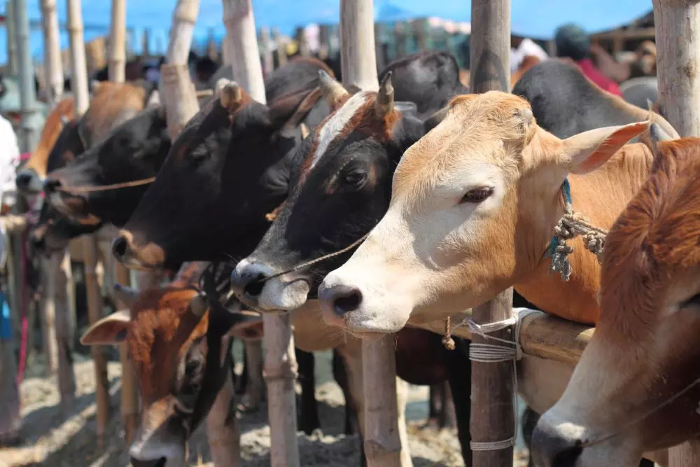 In Assams flood-prone riverine areas, where agriculture is often vulnerable to natural disasters, livestock remains an important source of income. But with little demand for beef, this source is now closed. Photo: iStock In Assams flood-prone riverine areas, where agriculture is often vulnerable to natural disasters, livestock remains an important source of income. But with little demand for beef, this source is now closed. Photo: iStock
