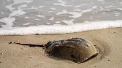 Horseshoe crabs that survived 450 mn yrs may become extinct in Odisha soon: Ex-CSIR scientist